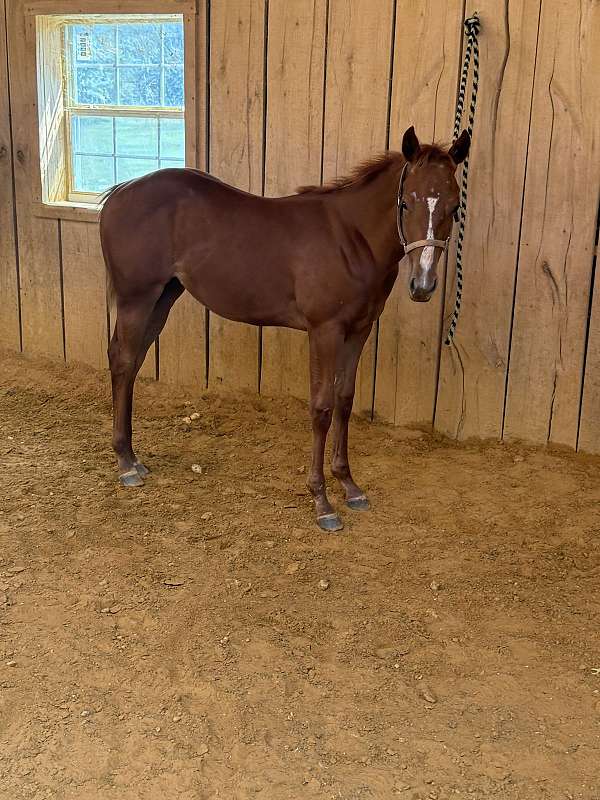 strip-horse