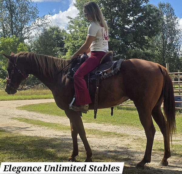 all-around-quarter-horse