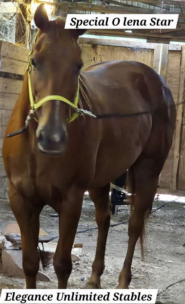 athletic-quarter-horse