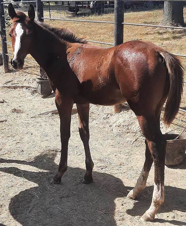 barrel-quarter-horse