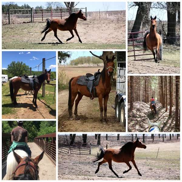 arabian-horse