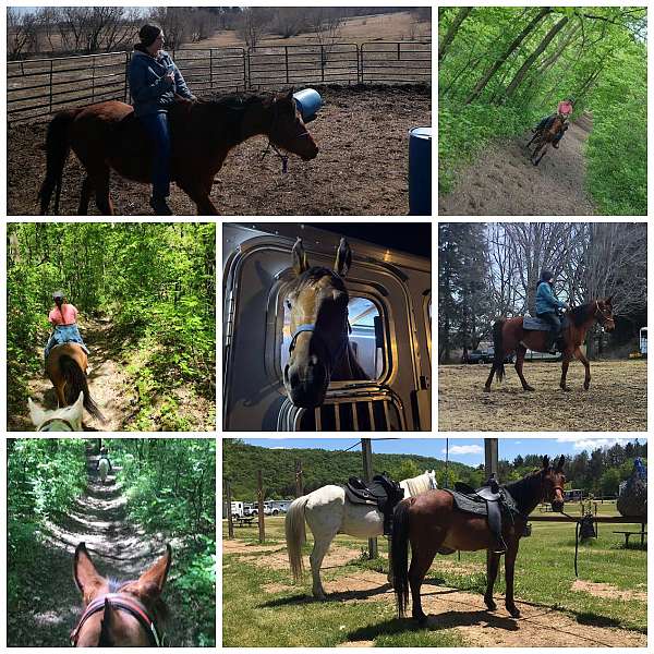 endurance-arabian-horse
