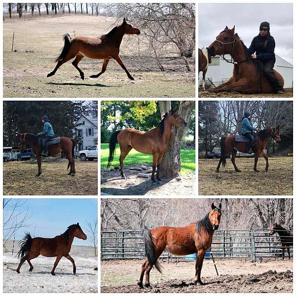 endurance-prospect-arabian-horse
