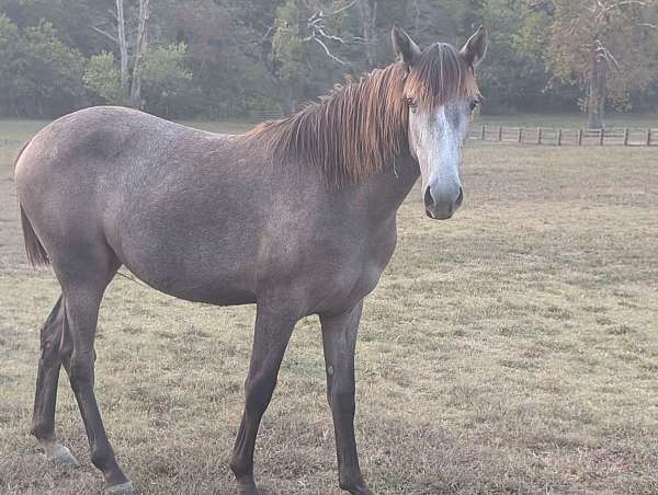 white-dun-tennessee-walking-horse