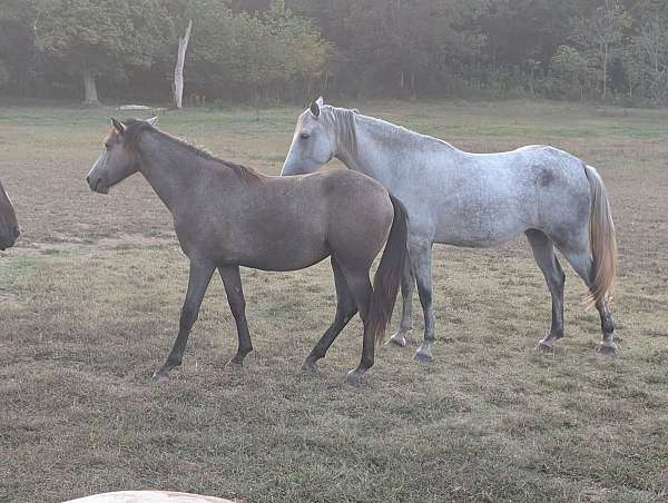 gaited-pony-filly