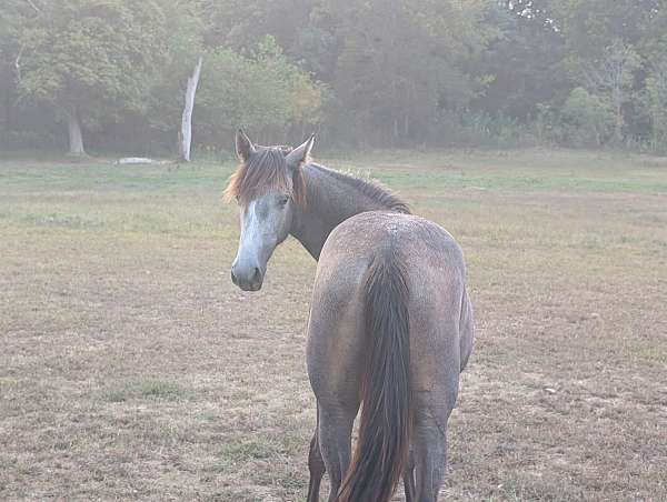 good-confirmation-filly