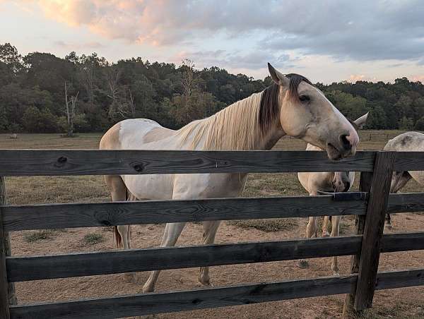mixed-filly