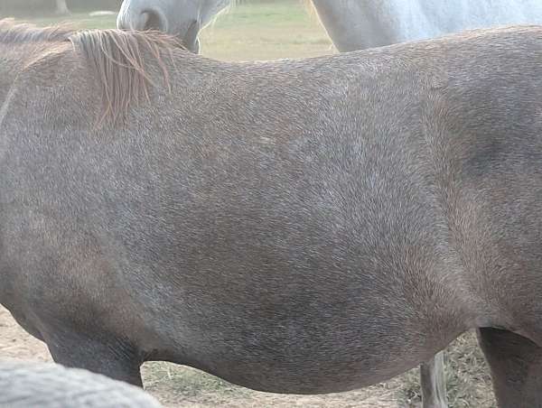 walking-filly