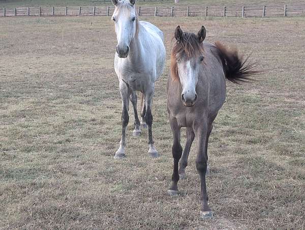 walking-horse-filly