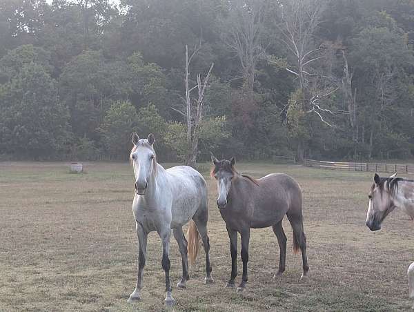 dun-w-blk-points-tennessee-walking-horse-for-sale