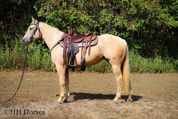 all-around-quarter-horse