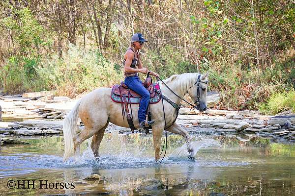 athletic-quarter-horse