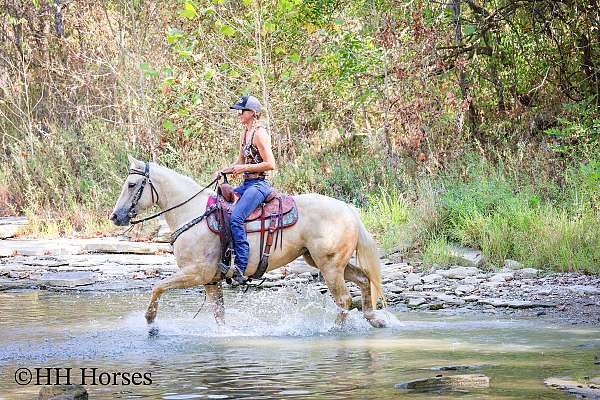 beginner-quarter-horse