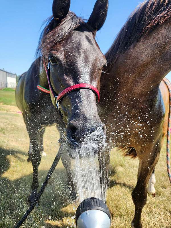 arabian-half-horse