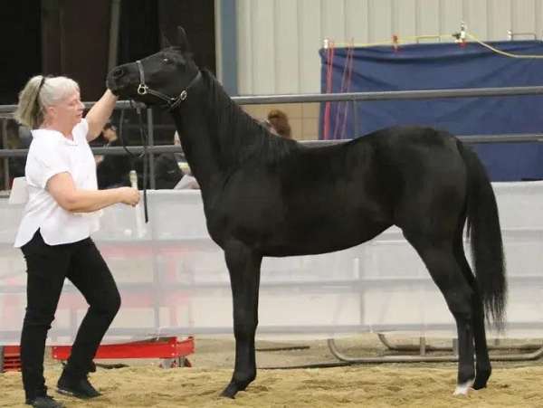 arabian-horse-half
