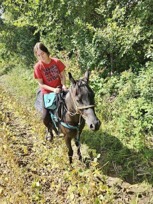 adorable-half-arabian-horse