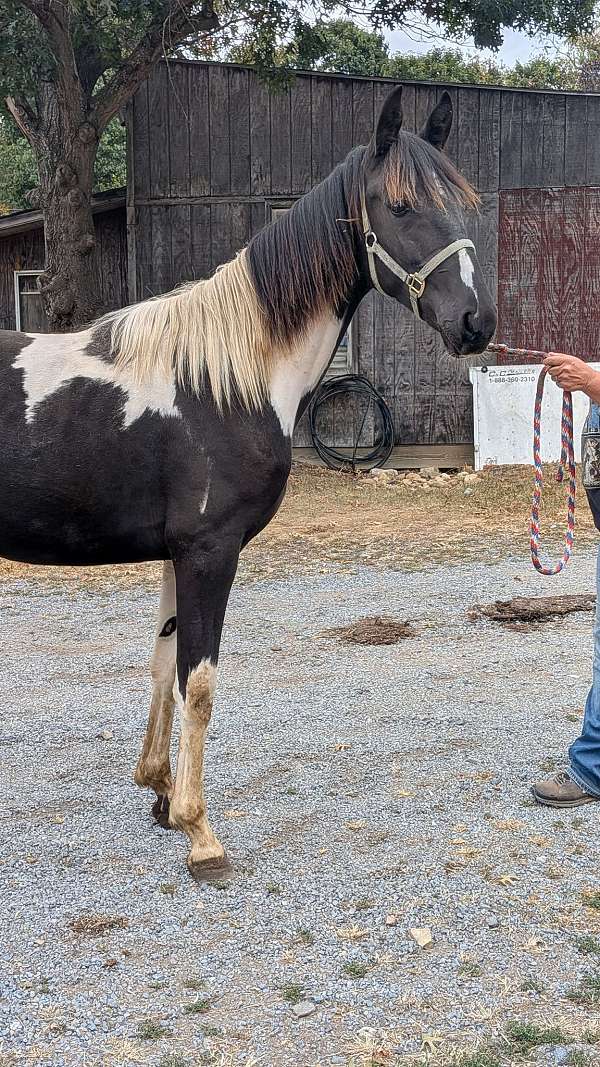 colt-spotted-horse