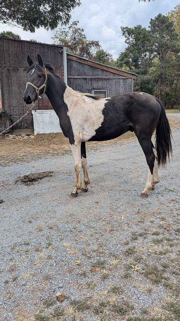 13-hand-spotted-colt
