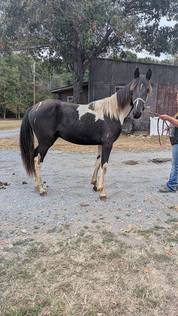 13-hand-spotted-horse