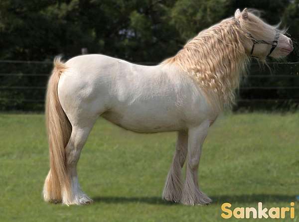 smokey-black-smoky-cream-horse
