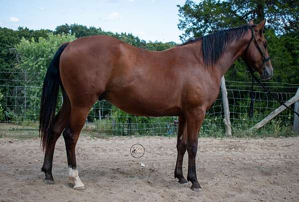 2-yr-old-quarter-horse