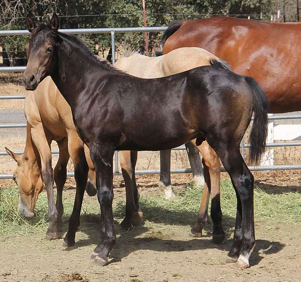 barrel-quarter-horse
