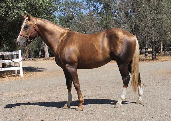 breeding-quarter-horse