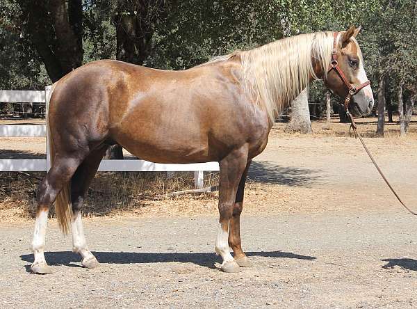 calf-roping-quarter-horse