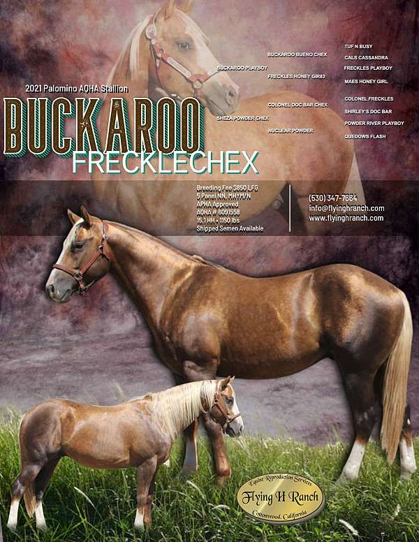cutting-quarter-horse