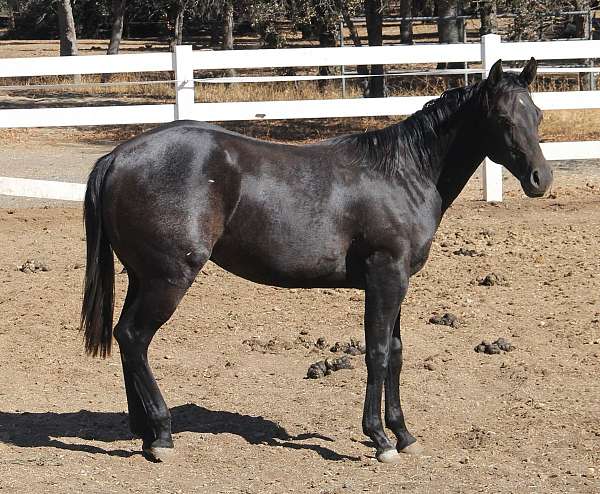 all-around-quarter-horse