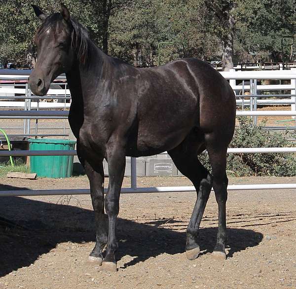 barrel-quarter-horse
