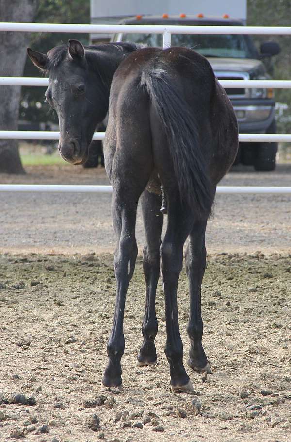 barrel-racing-quarter-horse