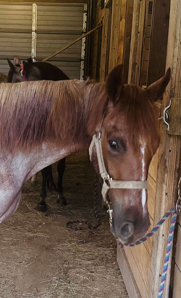 red-roan-blaze-on-face-one-white-stocking-horse
