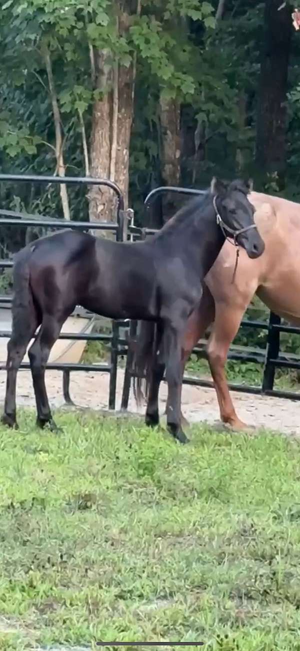 none-horse