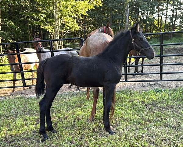 black-none-horse