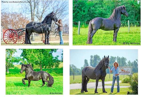 dressage-friesian-horse