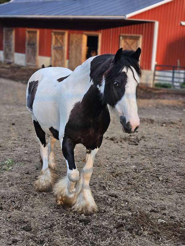 breeding-gypsy-vanner-horse
