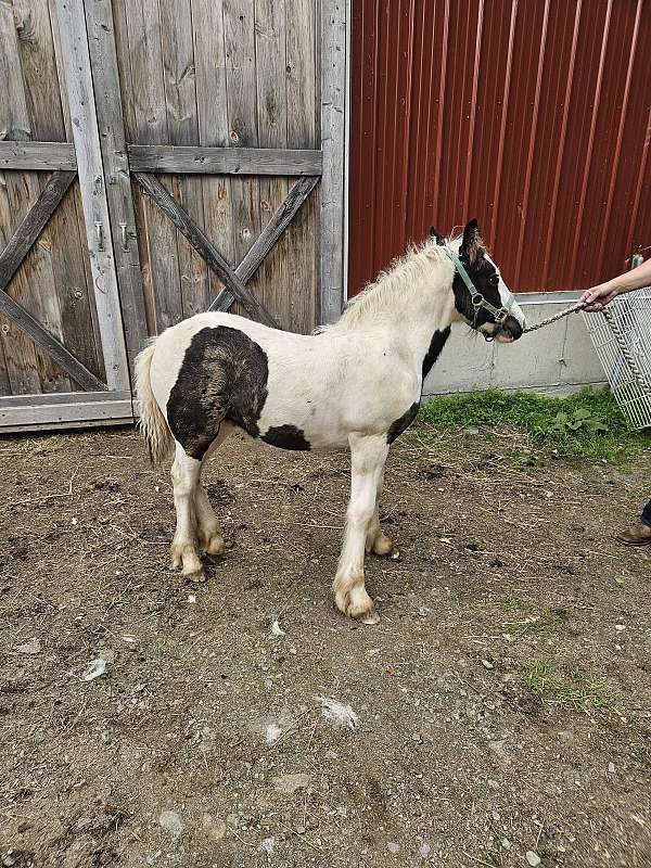 double-registered-gypsy-vanner-horse