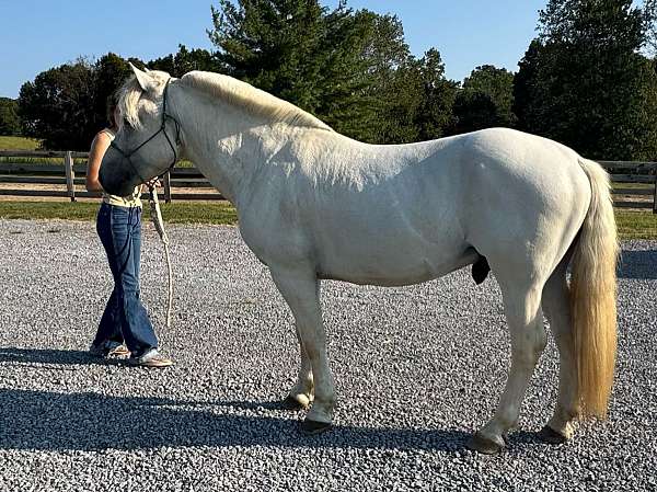 fjord-stallion