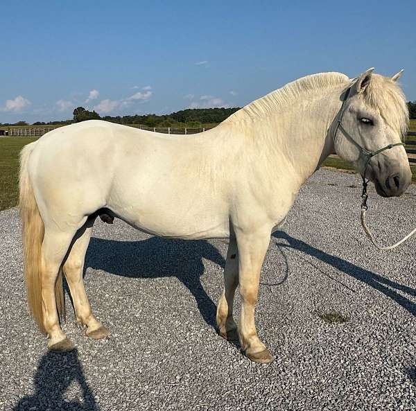 fjord-horse-for-sale