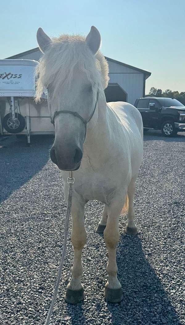 fjord-horse