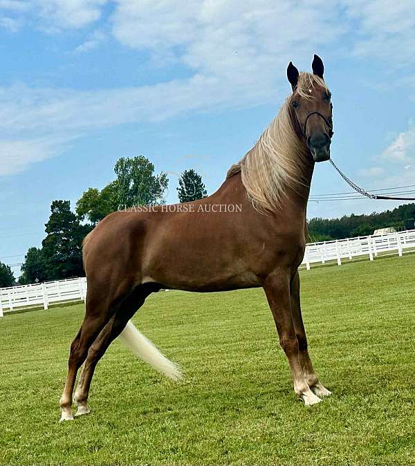 farm-equipment-safe-tennessee-walking-horse