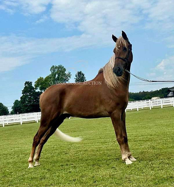 looker-tennessee-walking-horse
