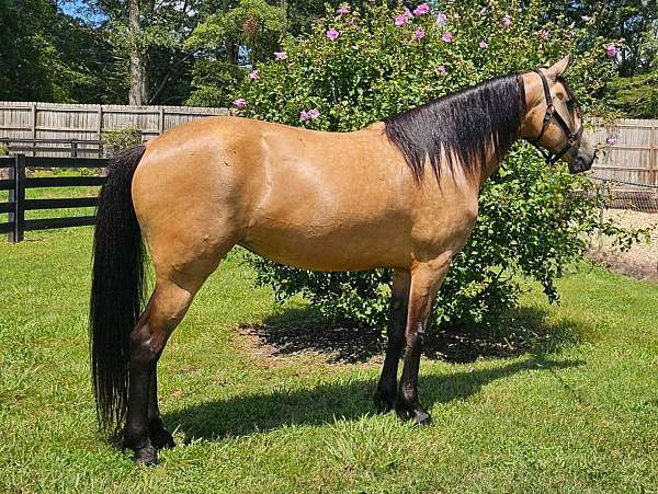 trail-gaited-horse-missouri-fox-trotter