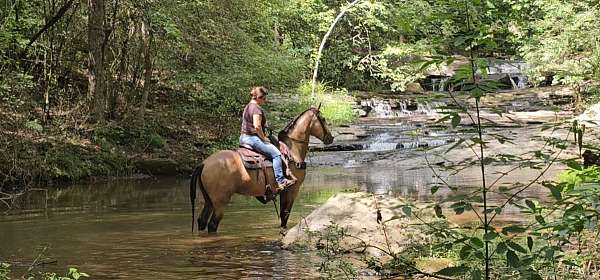 husband-safe-horse-missouri-fox-trotter