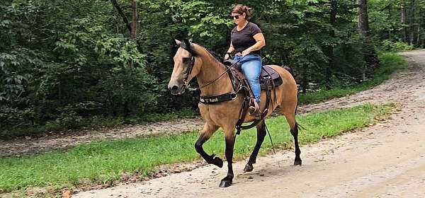 trained-gaited-horse-missouri-fox-trotter