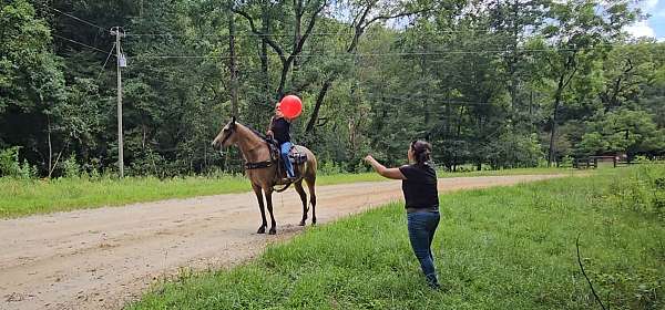 rocky-mountain-missouri-fox-trotter-horse
