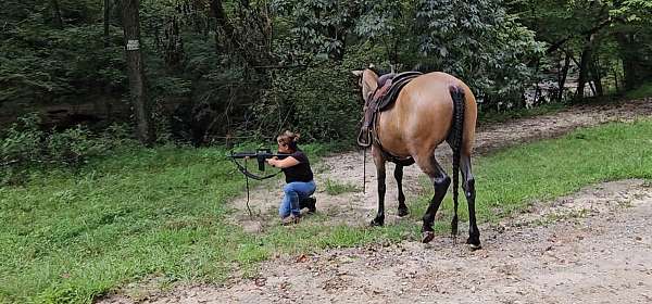 classical-missouri-fox-trotter-horse