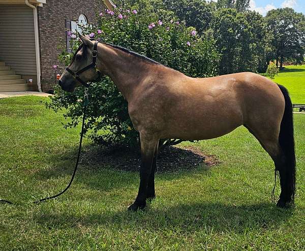 buckskin-sidesaddle-horse