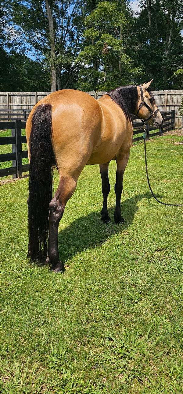 trail-ridin-missouri-fox-trotter-horse